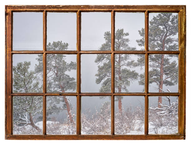 istock pine trees in heavy winter snowstorm 1367272058