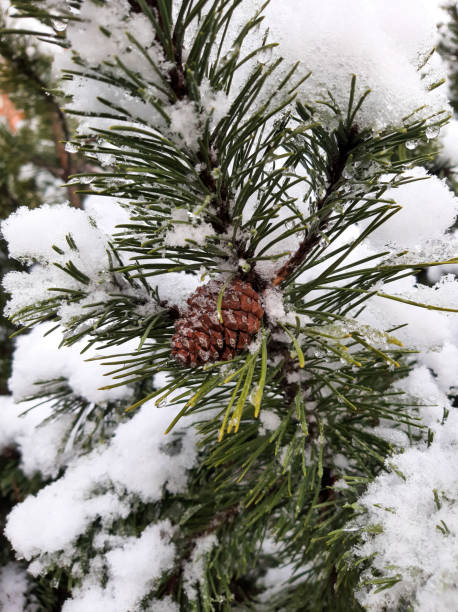 derretimento da neve em galhos de pinheiros com cones - january pine cone february snow - fotografias e filmes do acervo