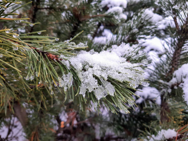 derretimento da neve em galhos de pinheiros com cones - january pine cone february snow - fotografias e filmes do acervo