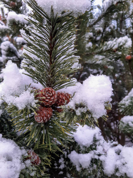 derretimento da neve em galhos de pinheiros com cones - january pine cone february snow - fotografias e filmes do acervo