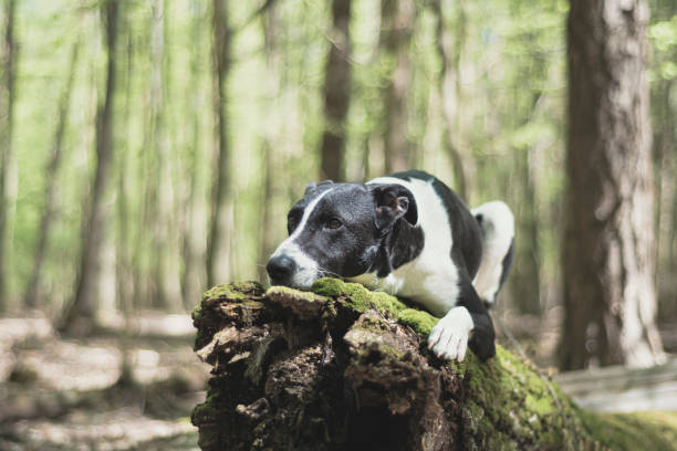 istock Dog with sad look resting on a tree trunk 1367275777