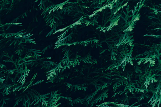 istock Beautiful backgrounds with autumn leaves and greens. 1367276782