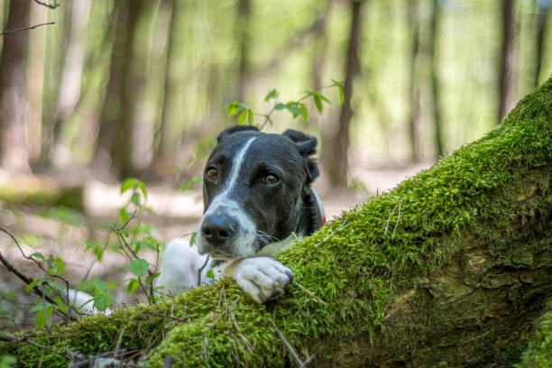 istock Dreamy look of a dog behind a tree trunk 1367277633