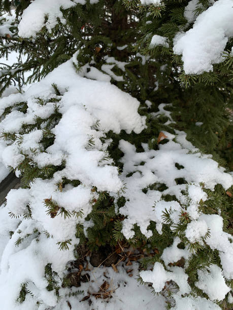 istock Snow covered fir branch on white snowy background 1367279153