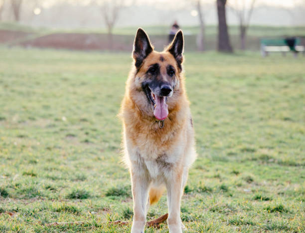 owczarek niemiecki - dog retrieving german shepherd pets zdjęcia i obrazy z banku zdjęć