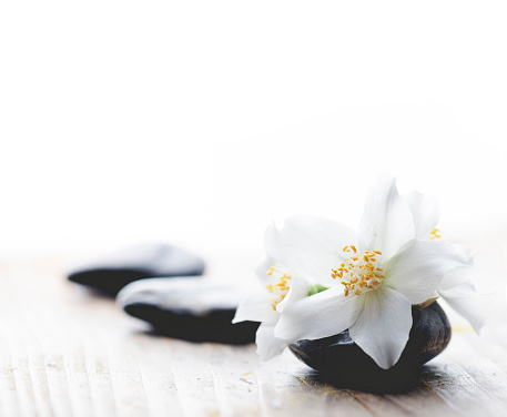 Spa and wellness still life with white jasmine flowers closeup and petals and black massage stones on wooden table with copyspace.