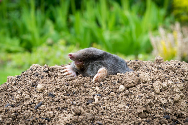 istock Mole [Talpa europaea] in the lawn 1367281281