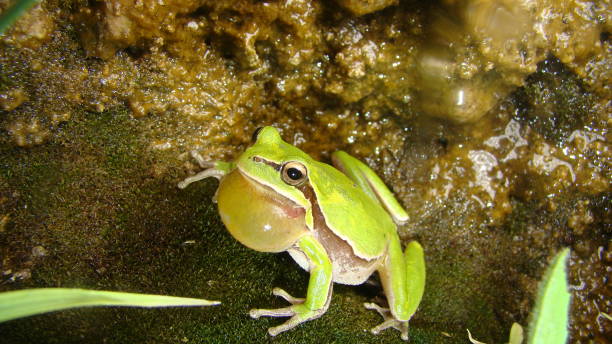 frog in the nature
green tree frog in the swamp at night
close up of frog chirp
closeup of frog sing
cute animal, beautiful animal. wild nature. wildlife. animal, animals, sound, sounds, forest, woods rana en la naturaleza
rana arbórea verde en el pantano por la noche
primer plano del chirrido de la rana
primer plano del canto de la rana
lindo animal, hermoso animal. naturaleza salvaje. vida silvestre. animal, animales, sonido, sonidos, bosque, bosque