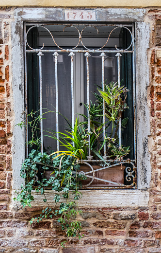 Window on Old House in Venice Full of Plant