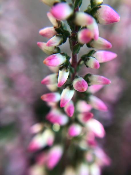istock Pink flower close up 1367282332