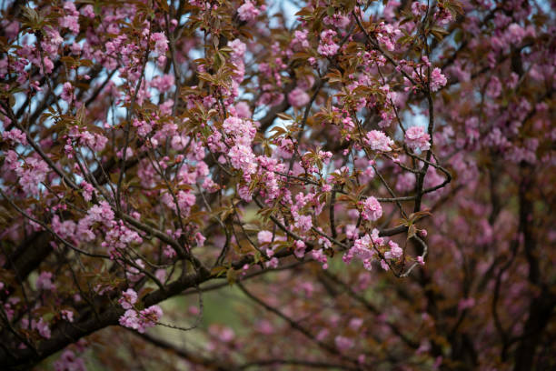 istock Blossoming pink flowers 1367283778