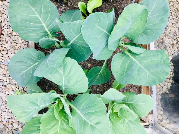 istock Kitchen allotment garden in the UK 1367284623