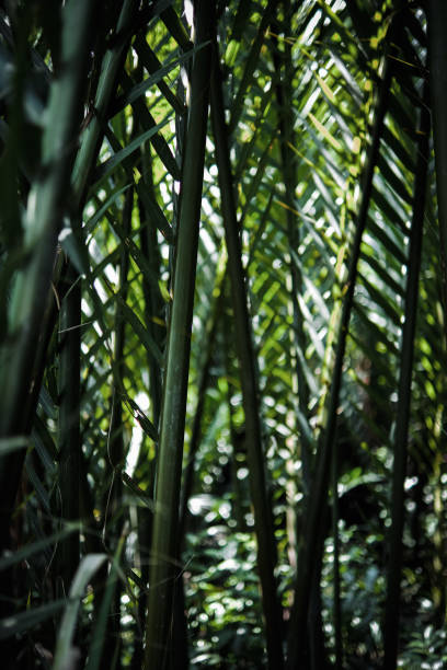 istock Beauty palm leaves 1367285132