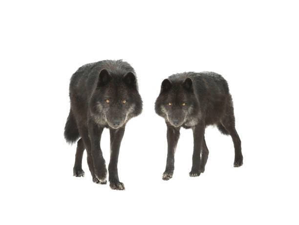 walking canadian wolves isolated on white background