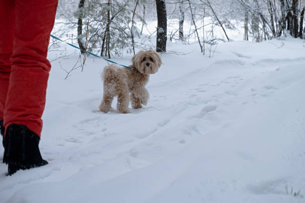 dog snow walk. brown dog breed maltipu. - 2113 imagens e fotografias de stock