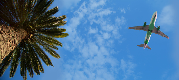 Airplane flying over the beach with palm trees. Bottom view.