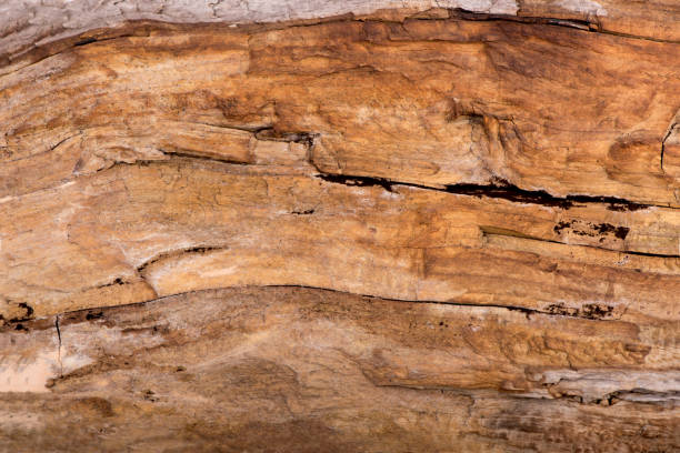 istock texture of bark wood use as natural background 1367286798