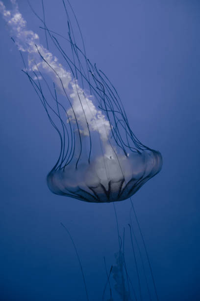 istock Jellyfish floating in the deep ocean 1367287406