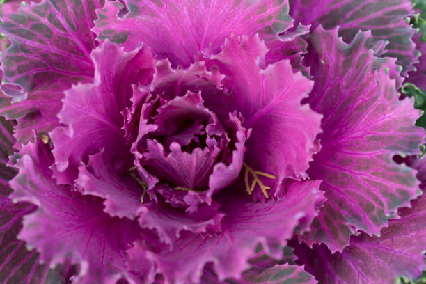istock Fresh violet Cabbage brassica oleracea plant leaves 1367288727