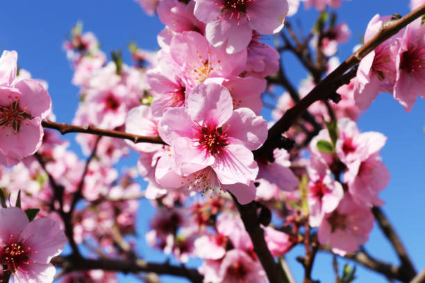 istock Almond blossoms, cherry blossoms (Prunus dulcis) 1367290243