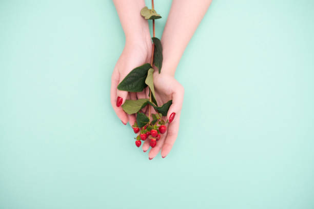 Female hands with beautiful hypericum berrys branch on mint color background stock photo