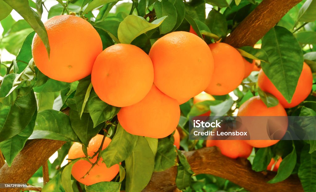 Close-up of citrus fruits Ripe juicy oranges on the tree. Backgrounds Stock Photo