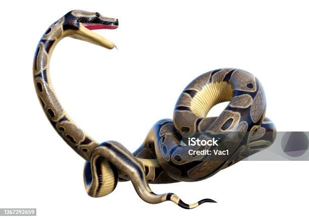 Python Hitam Putih 3d Rendering Ball Python Pada Putih Foto Stok - Unduh Gambar Sekarang ...