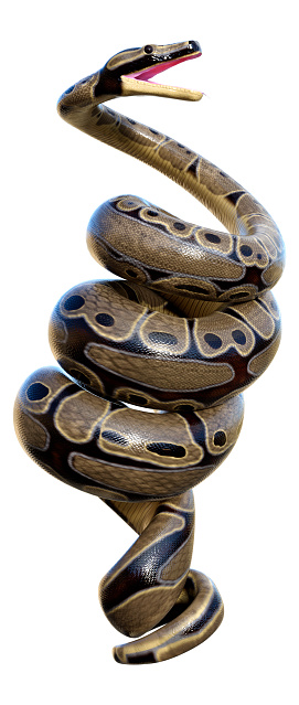 3d Rendering Ball Python On White Stock Photo - Download Image Now ...