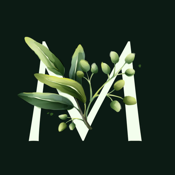 m-buchstaben-logo im aquarellstil mit olivenfarbenen zweigen. - letter m alphabet food fruit stock-grafiken, -clipart, -cartoons und -symbole