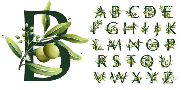 ilustrações de stock, clip art, desenhos animados e ícones de alphabet in watercolor style with olive branches. - olives