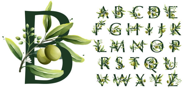 Alphabet in watercolor style with olive branches. Illustration of mediterranean berries, green leaves, flowers, buds, and branches. Olive Tree stock illustrations