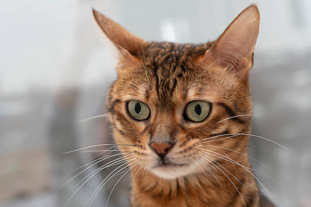 istock muzzle of a thoroughbred bengal cat close-up 1367293795