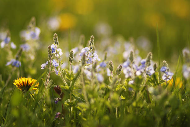 Close up photo of flowers on a meadow in warm sunlight. Herbs in soft focus. stock photo