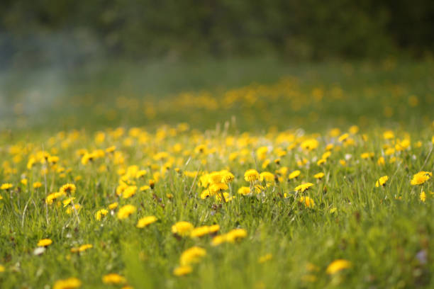 Sunny meadow with dandelions in nature in warm spring on sunlight. stock photo