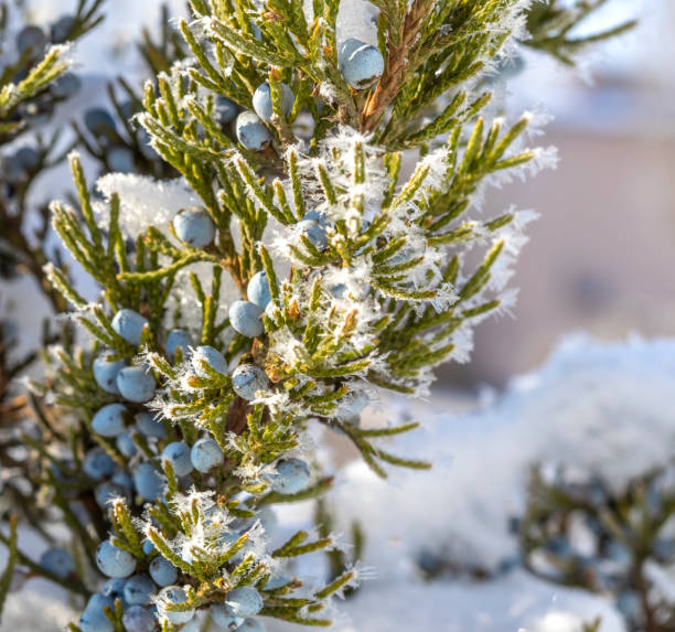 istock Branch of juniper berries in winter. Eastern Red Cedar. Juniperus virginiana. 1367296101