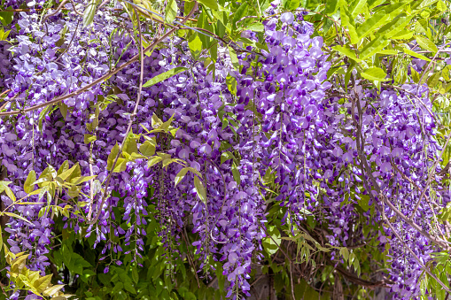 blooming wisteria in sunlight