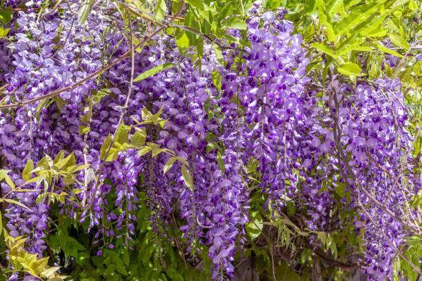 wisteria in bloom. - wisteria imagens e fotografias de stock