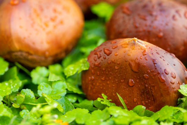 Autumn delicacy, chestnuts fall in the green grass