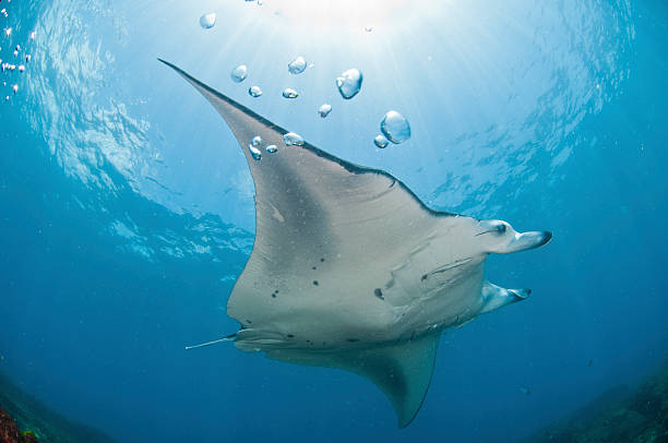 underview di mantaray - filter feeder foto e immagini stock