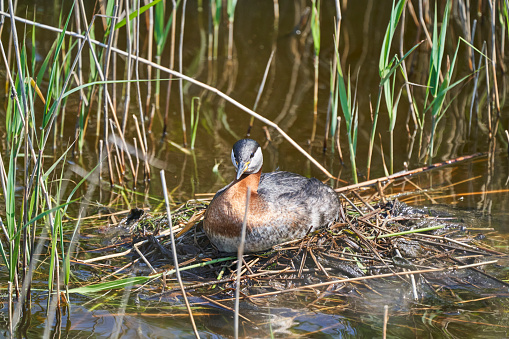 The great crested grebe, Podiceps cristatus, is a water bird noted for its elaborate mating display