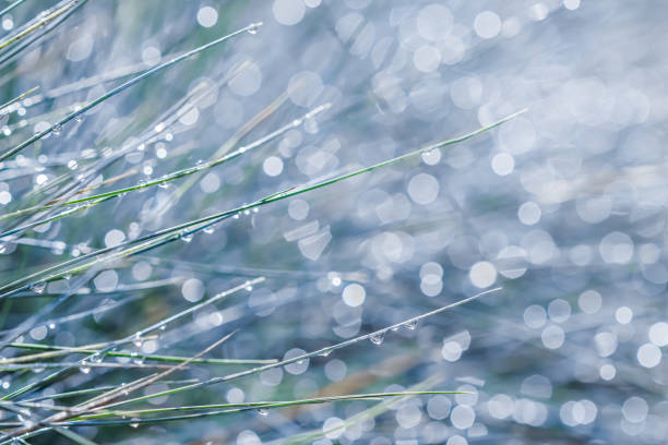 texture, background, pattern of decorative grass blue fescue with rain drops. bokeh with light reflection - fescue imagens e fotografias de stock