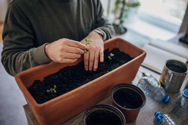 istock Man planting flowers at home 1367300833