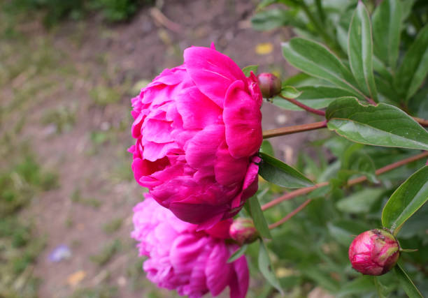 Beautiful pink bloomed peony in the garden. Bright garden flower.
