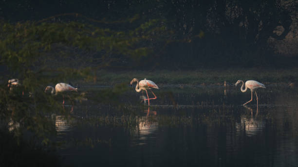 istock Flamingoes in the early morning light 1367308083