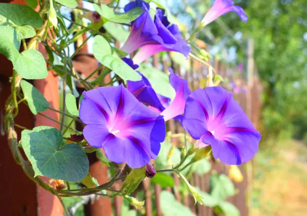 Blue flowers ipomoea indica, known including blue morning glory, oceanblue morning glory, koali awa, and blue dawn flower. Garden flowers.
