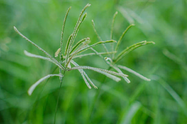 Beauty grass flowers blooming in garden