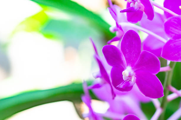 Winter blooming orchids in the backyard, soft focus.