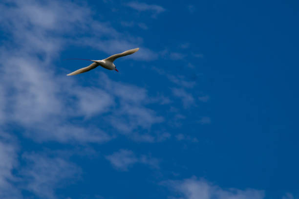 Red-tailed tropicbird A Red-tailed tropicbird flying above the Kilauea Point National Wildlife Refuge in Hawaii red tailed tropicbird stock pictures, royalty-free photos & images