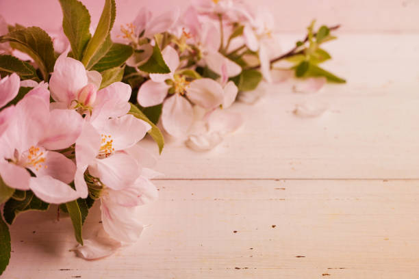 White spring blossoming tree with white rustic wooden background. Beautiful spring cherry flowers. Copy space.  Background for hair care and cosmetic products advertisement.