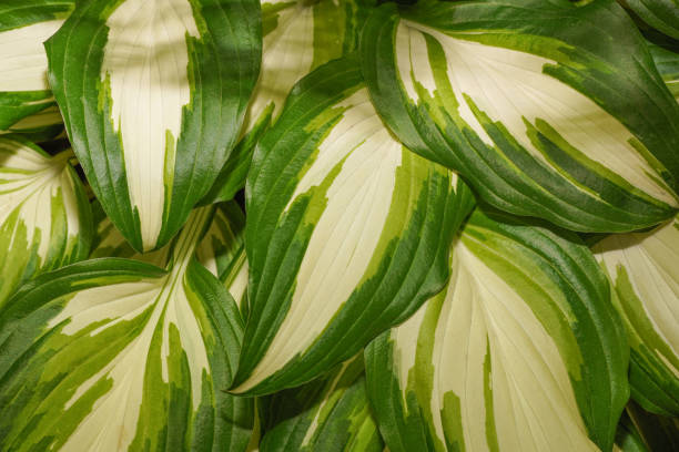 Closeup of beautiful textured green and white hosta leaves. Green plant background. Closeup of beautiful textured green and white hosta leaves. Green plant background. european white hellebore stock pictures, royalty-free photos & images